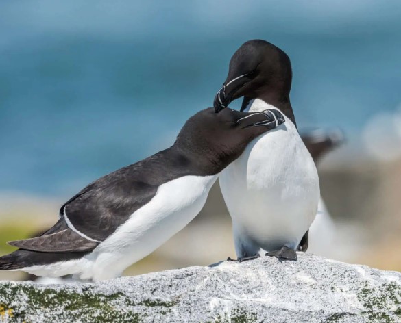 Croisière aux 1001 pingouins