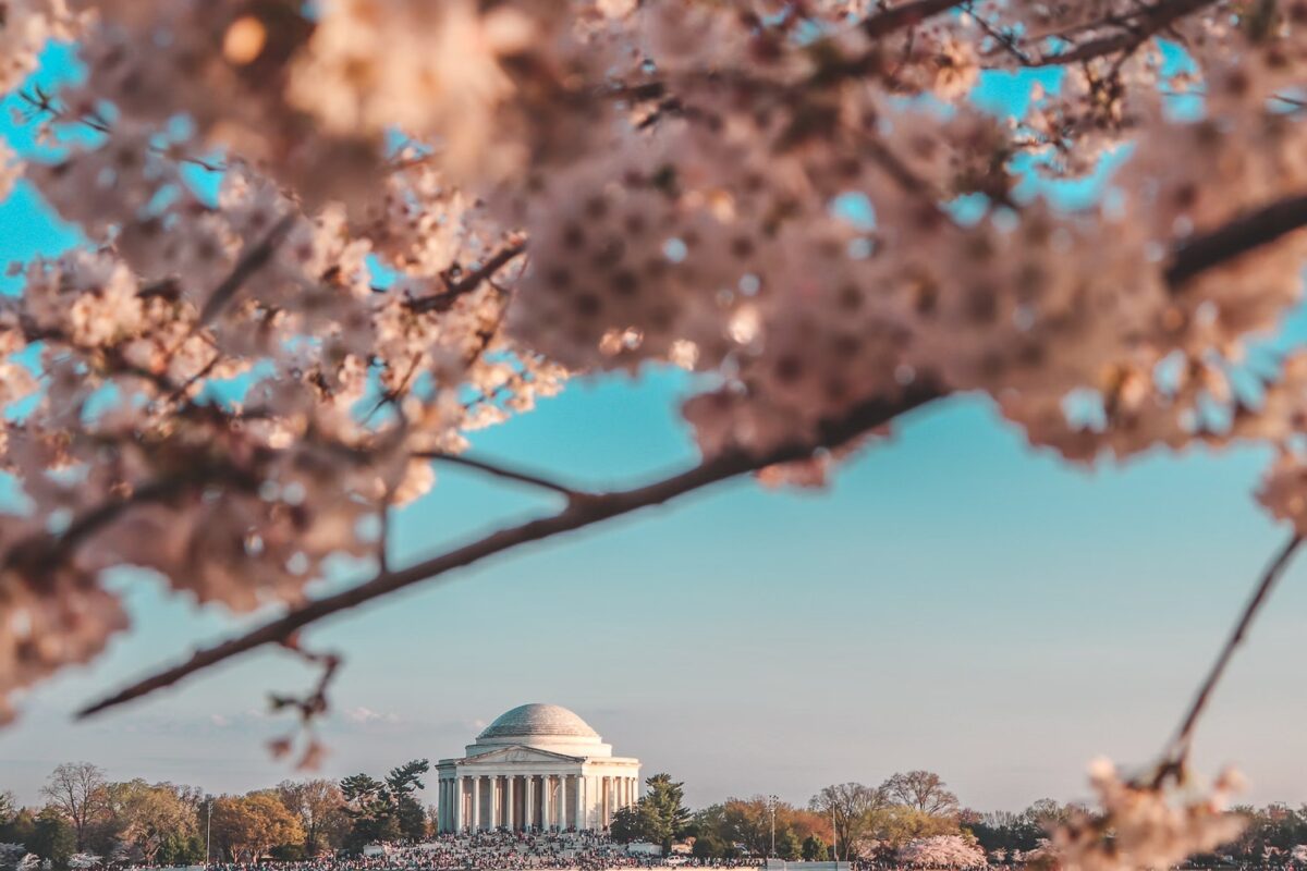 Washington et les cerisiers en fleurs
