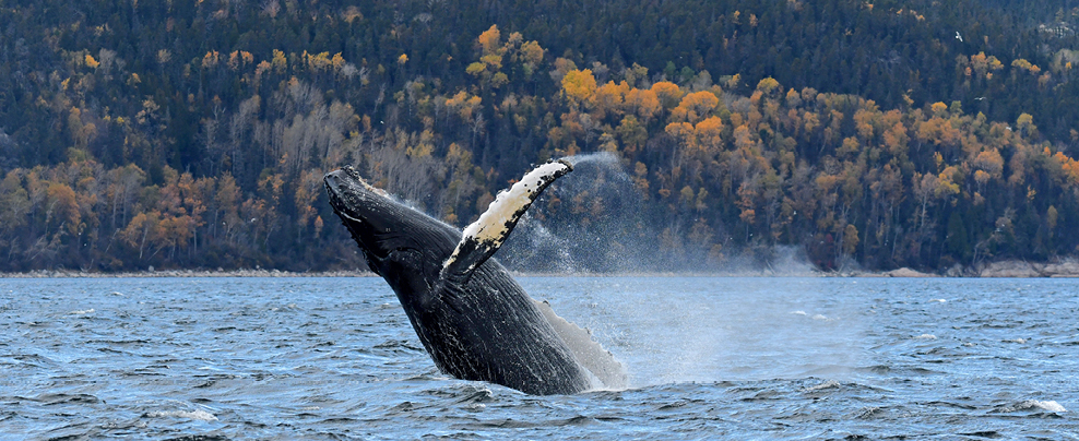 Observation des baleines dans le Saint-Laurent