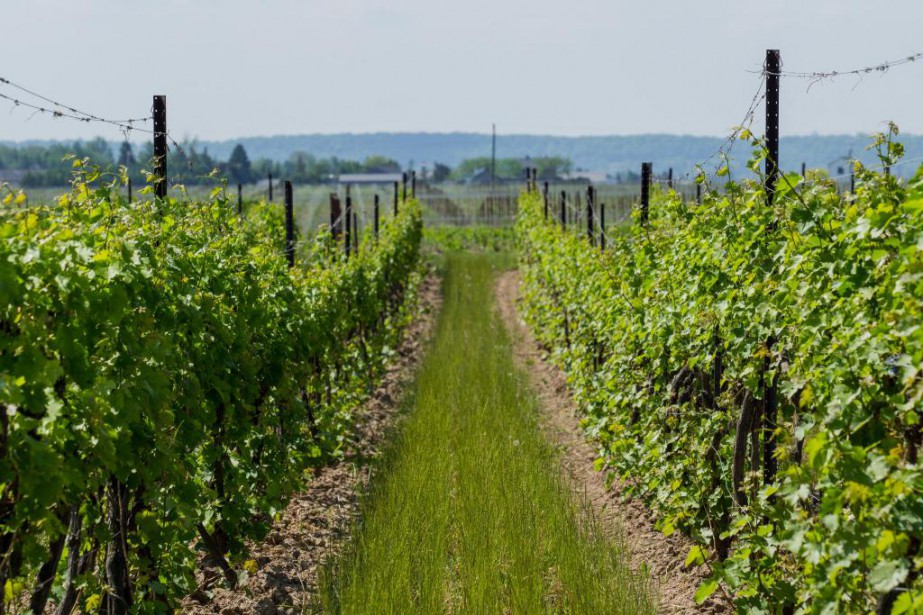 Kingston et la région viticole du Comté du Prince Edward