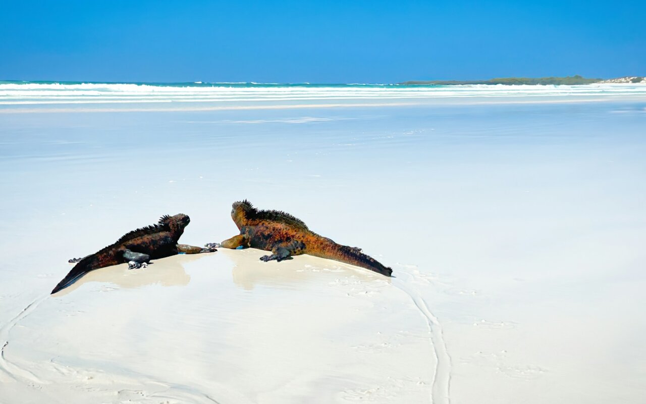 Baie de Tortuga, Galápagos