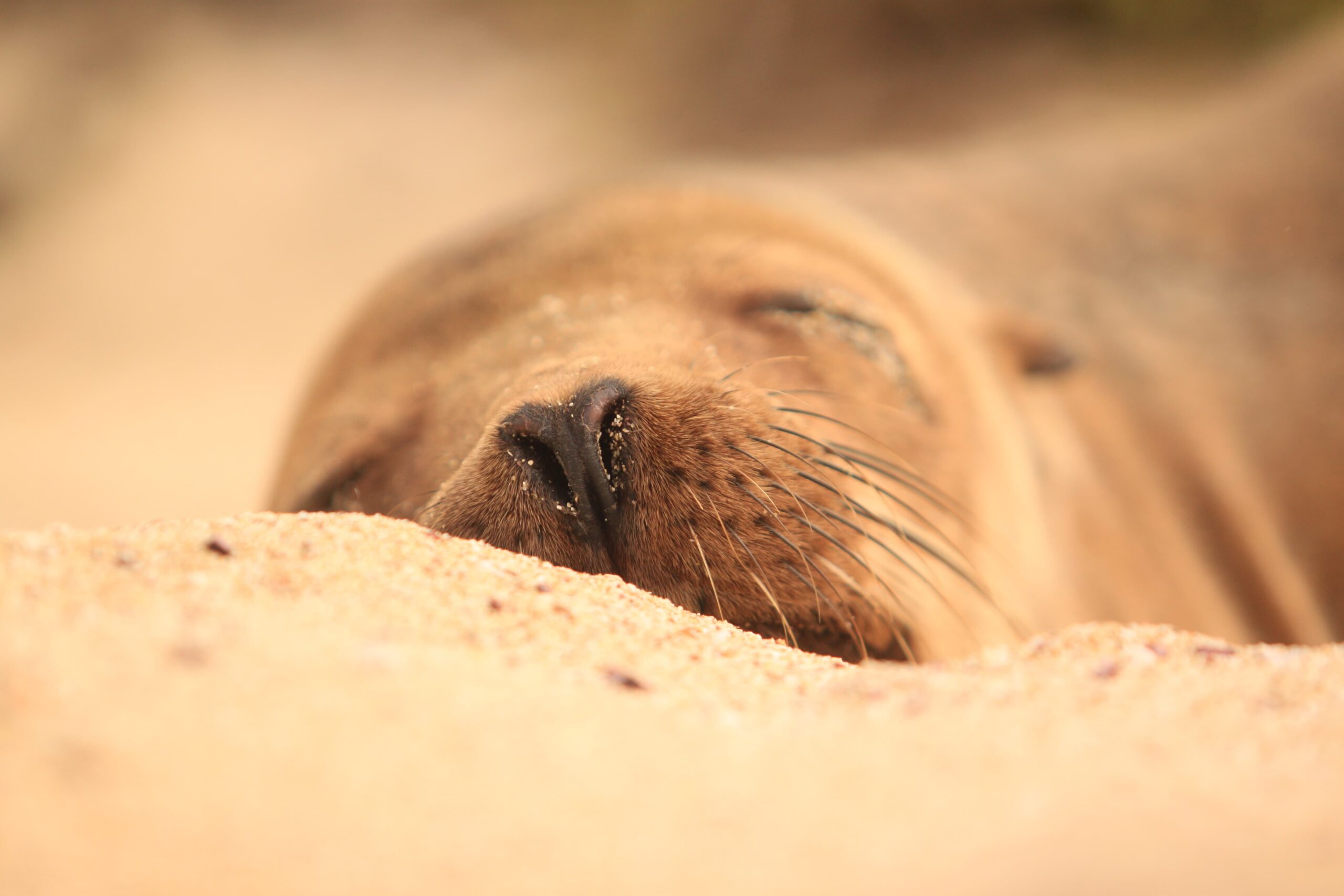 Lion de mer, Galápagos