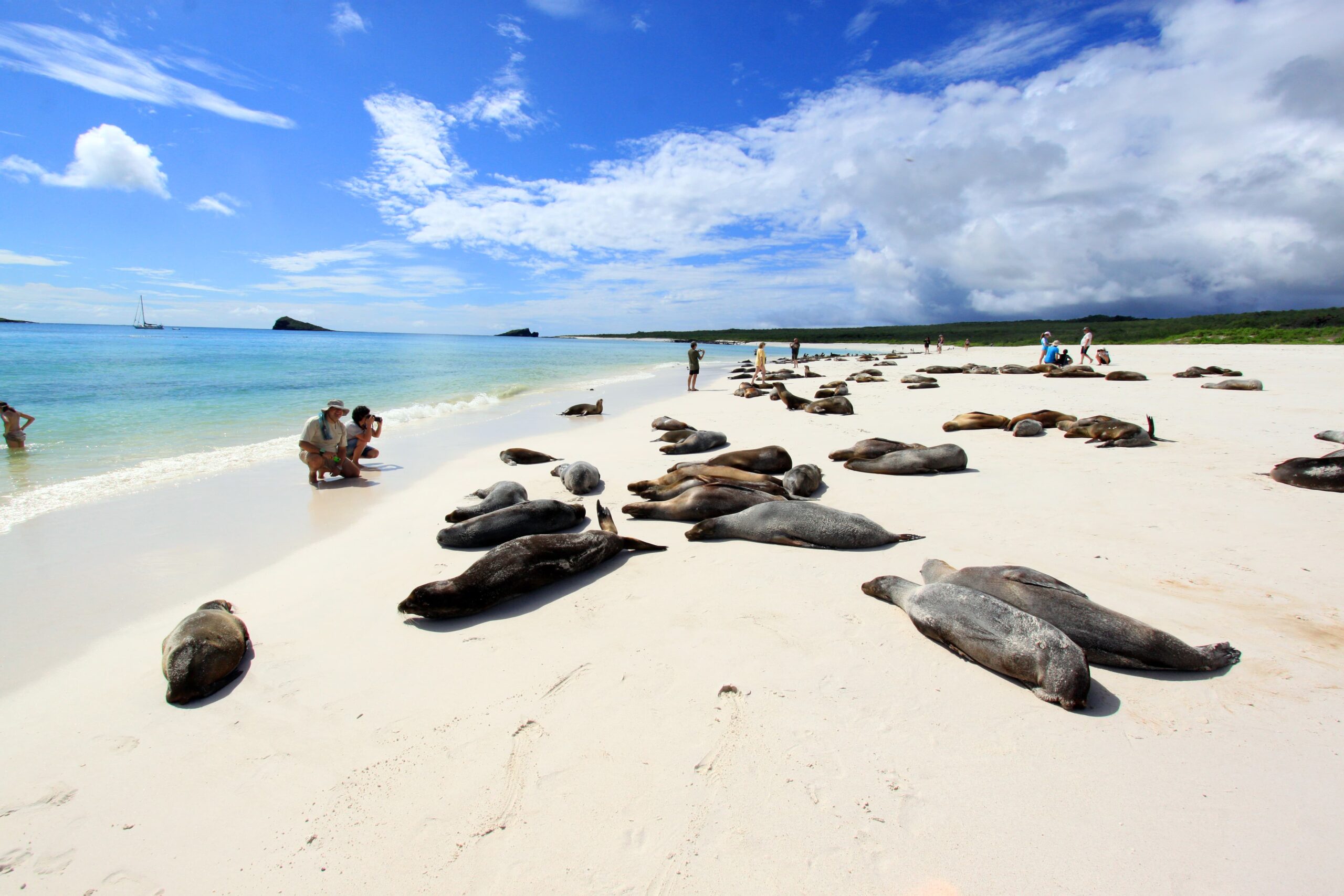 Plage et lions de mer, Galápagos
