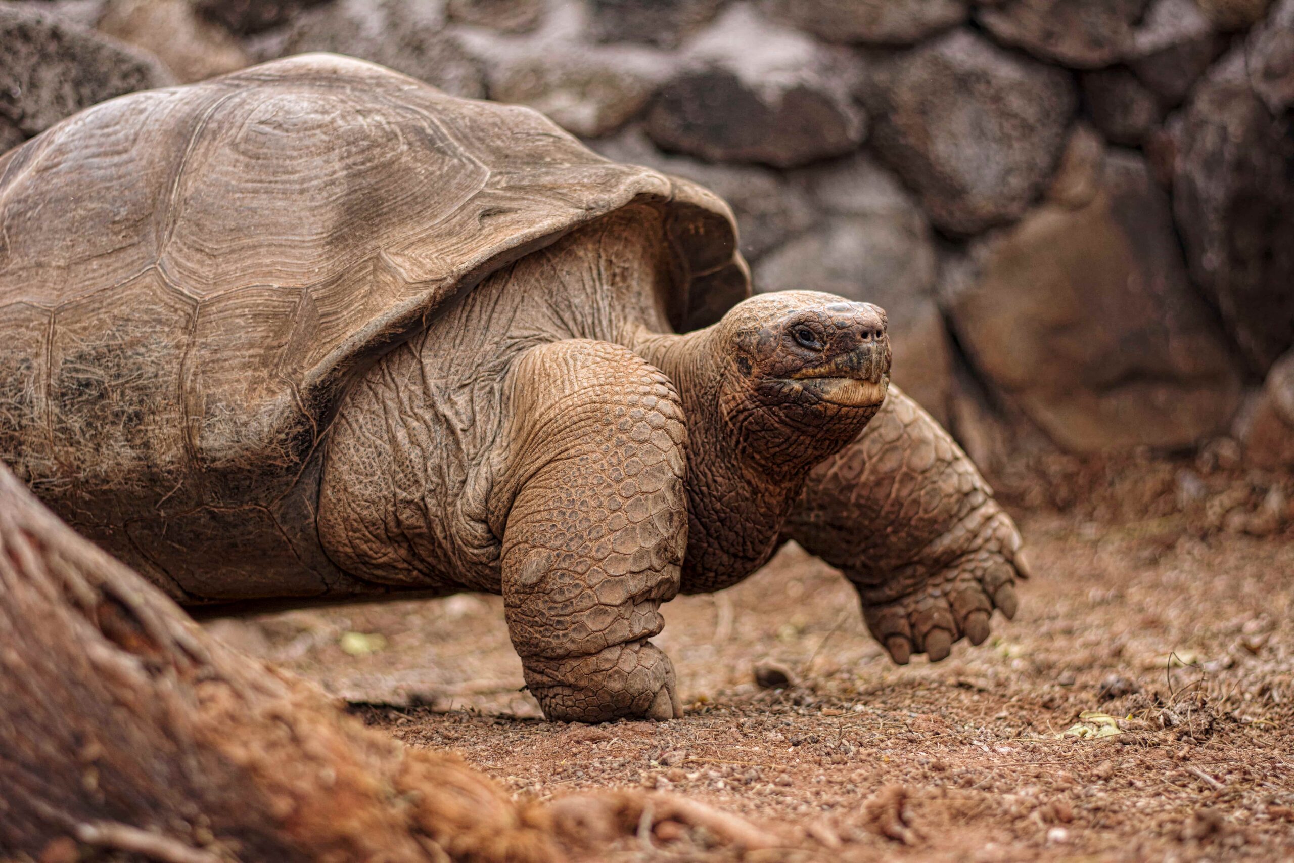 Tortue géante, Galápagos