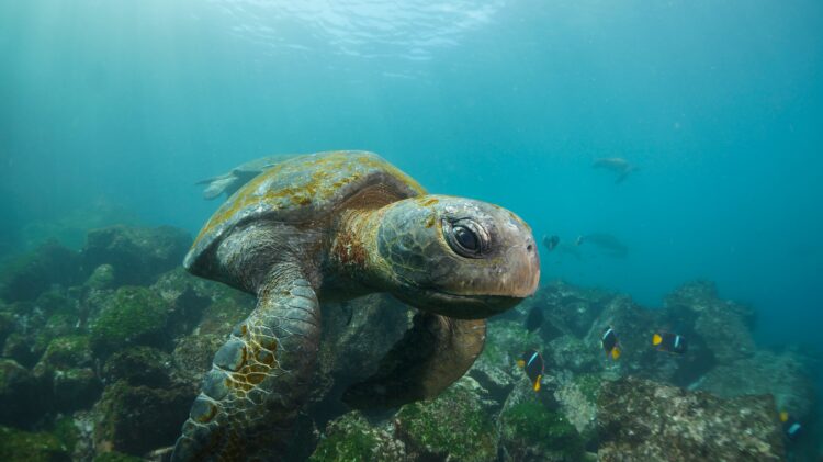 Voyages Plein Soleil
